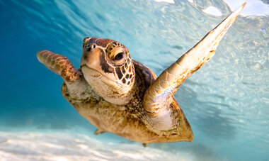 Cook Islands - Turtle